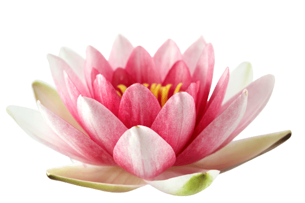 fleur de lotus