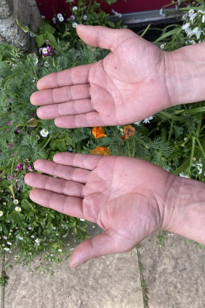 paumes de main dans un jardin fleuri